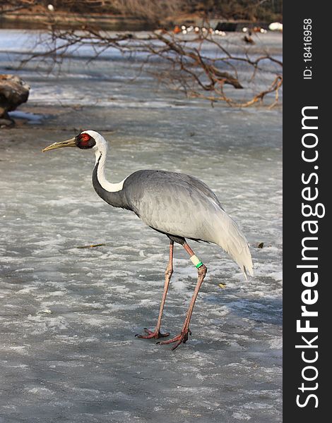 A crane is walking on the ice