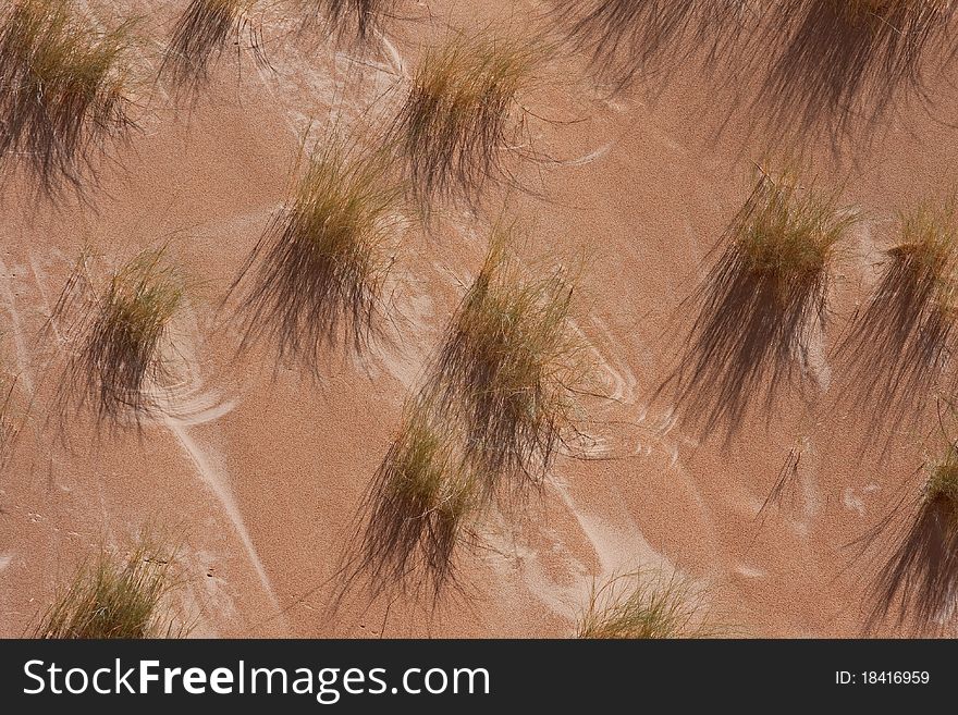 Desert Dune Grass