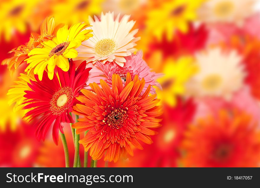 Bunch of colorful gerbera daisies with out of focus flower background. Bunch of colorful gerbera daisies with out of focus flower background