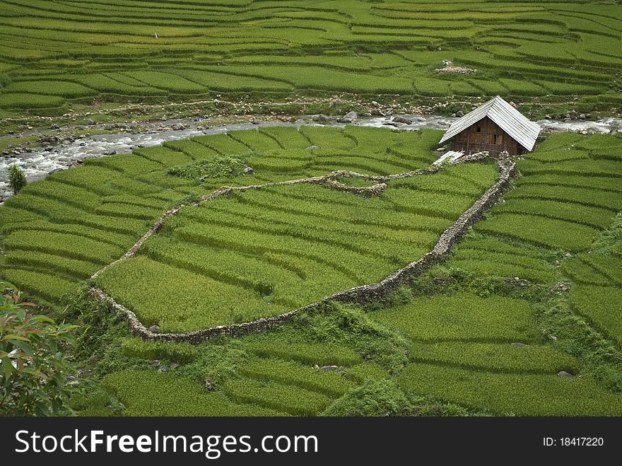 Beautiful green rice fields in Sapa, northern Vietnam. Beautiful green rice fields in Sapa, northern Vietnam