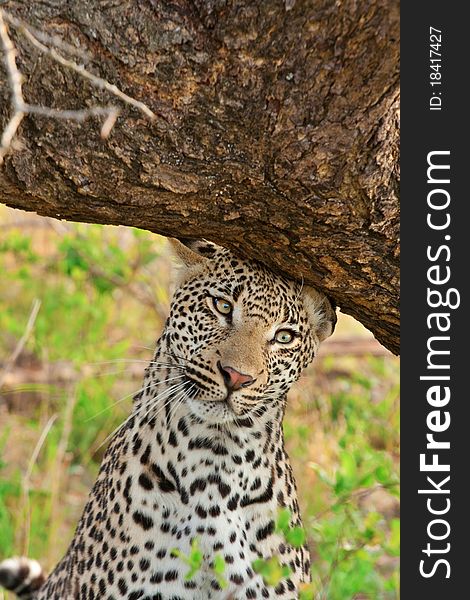 Adult male leopard scent marking his territory against a tree in Sabi Sand nature reserve, South Africa