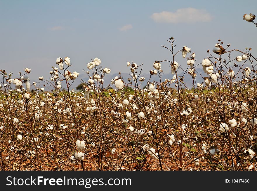 Cotton farms,Cotton as raw material to manufacture cloth.