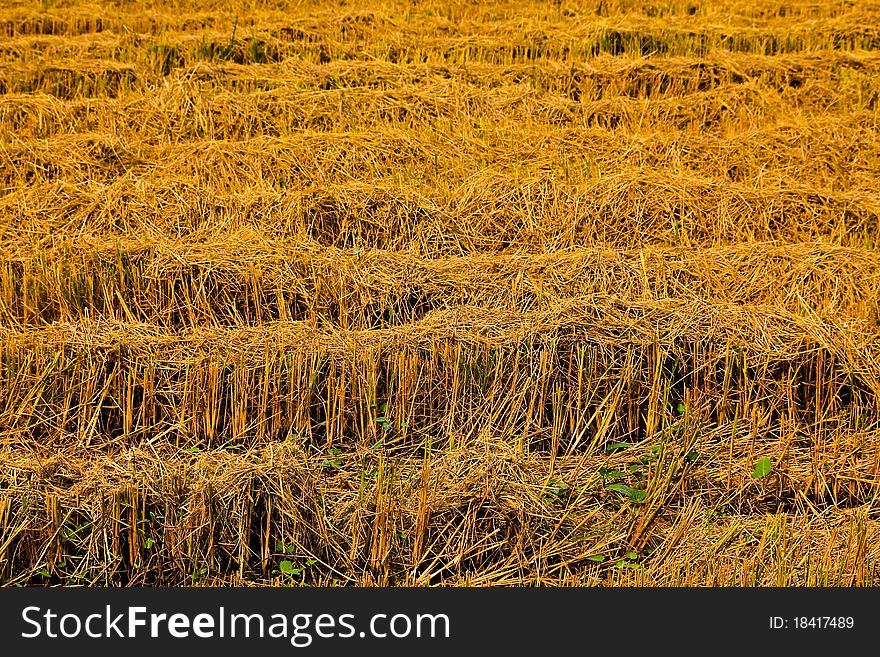 Harvest Rice Farms.