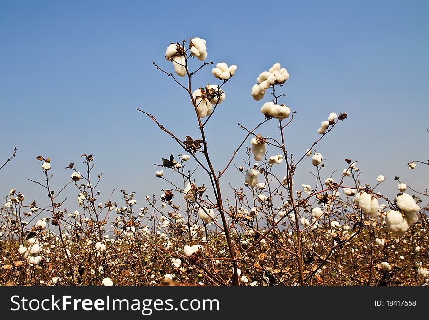 Cotton farms,Cotton as raw material to manufacture cloth.