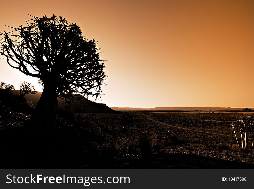Quiver tree silhouette at Niewoudtville, South Africa, the most southern concentration of these unique trees. Quiver tree silhouette at Niewoudtville, South Africa, the most southern concentration of these unique trees