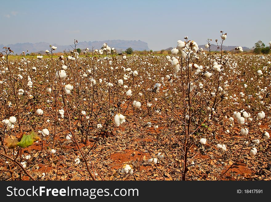 Cotton Farms