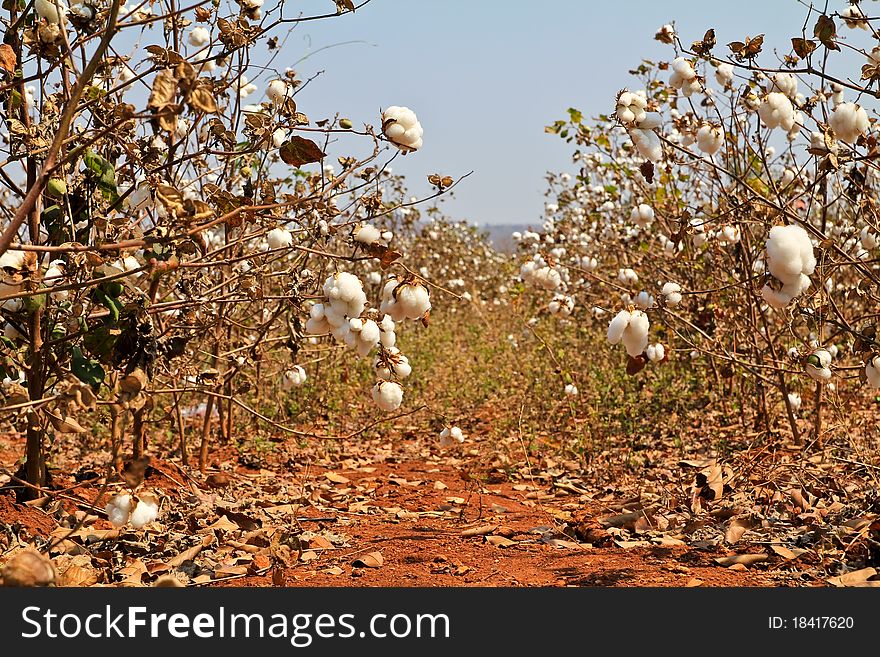 Cotton farms