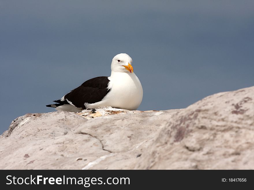 Southern blackbacked seagull, kelp gull (larus dominicanus) on rock. Southern blackbacked seagull, kelp gull (larus dominicanus) on rock