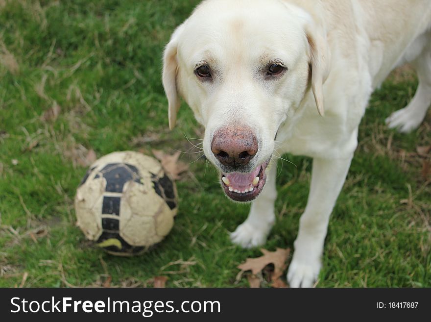 That's how Nico works out. He chases the soccer ball and brings it back. Every now and then he stops for a photograph. That's how Nico works out. He chases the soccer ball and brings it back. Every now and then he stops for a photograph