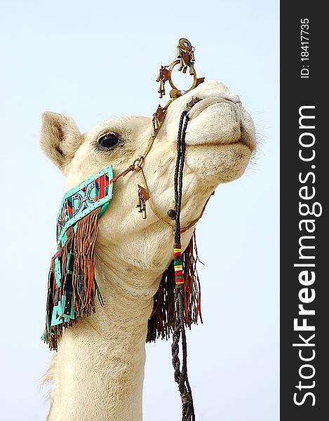 A close up of the head of a white Tuareg nomad camel. A close up of the head of a white Tuareg nomad camel