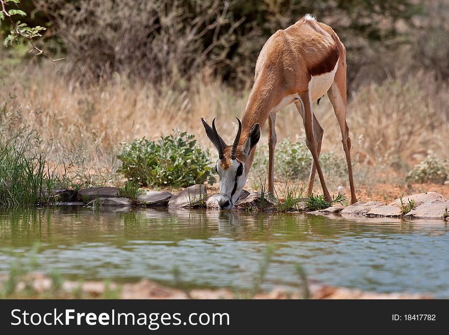 Springbok gazelle drinking water, endemic to South Africa, and this country's national antelope. Springbok gazelle drinking water, endemic to South Africa, and this country's national antelope