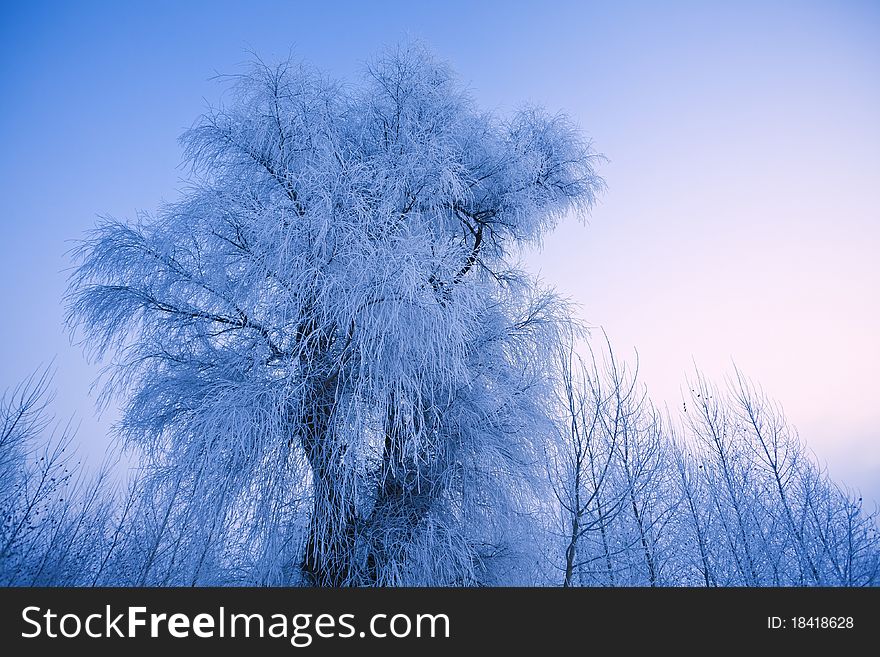 Winter landscape with frosted trees. Winter landscape with frosted trees.