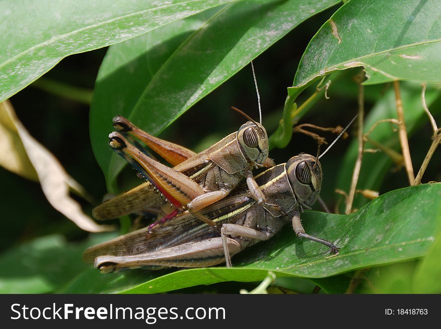 Grasshoppers couple