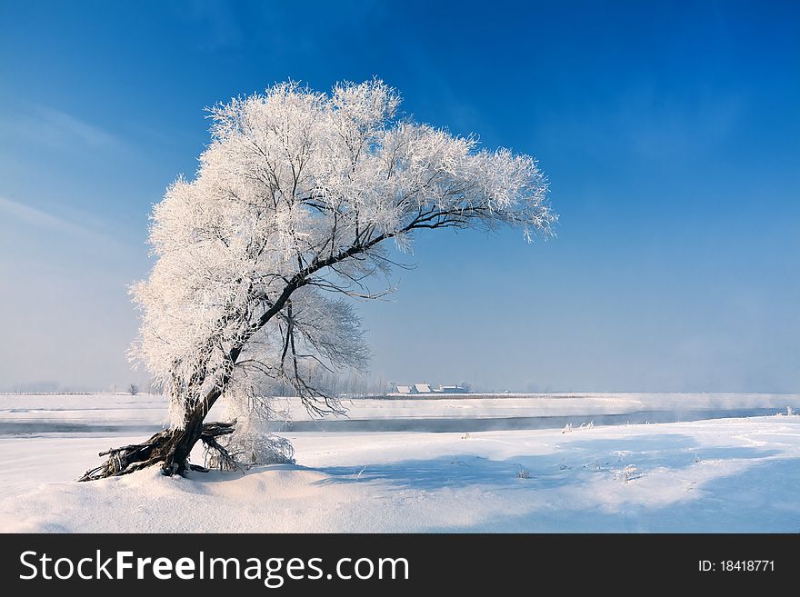 Lonely tree in winter on a snowy field. Lonely tree in winter on a snowy field.