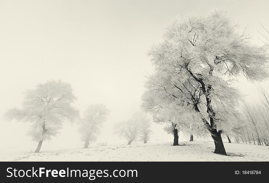 Winter landscape，hoarfrost on trees.