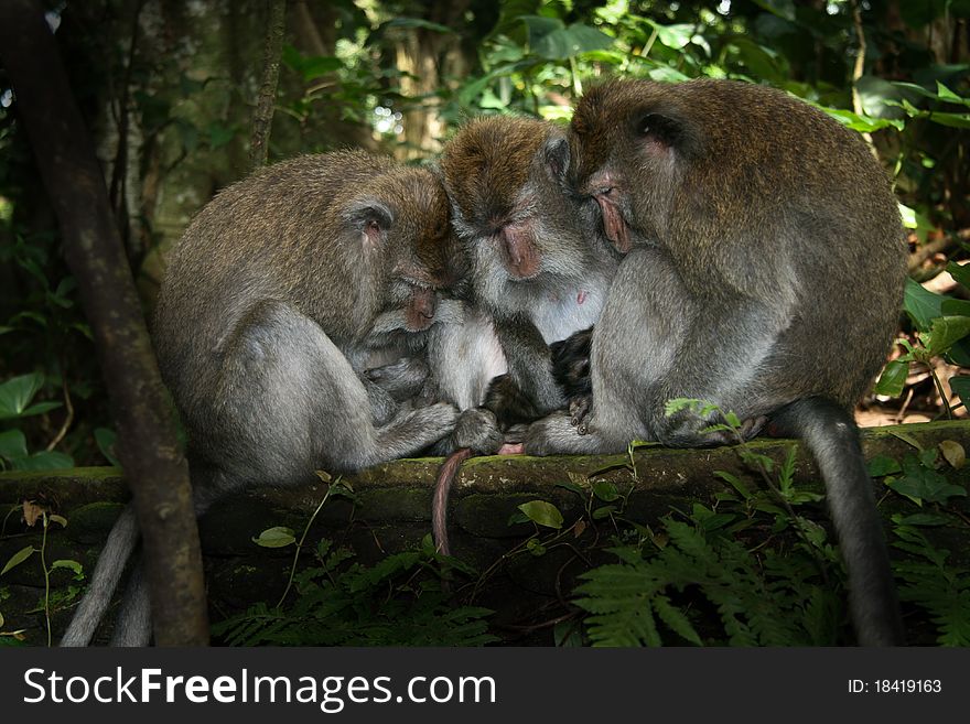 Image of a monkey in a tree. monkey in the jungle