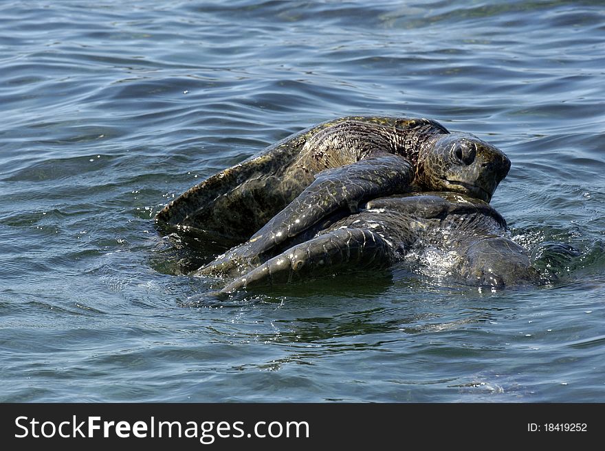 Giant turtles from the galapagos during the mating process. Giant turtles from the galapagos during the mating process