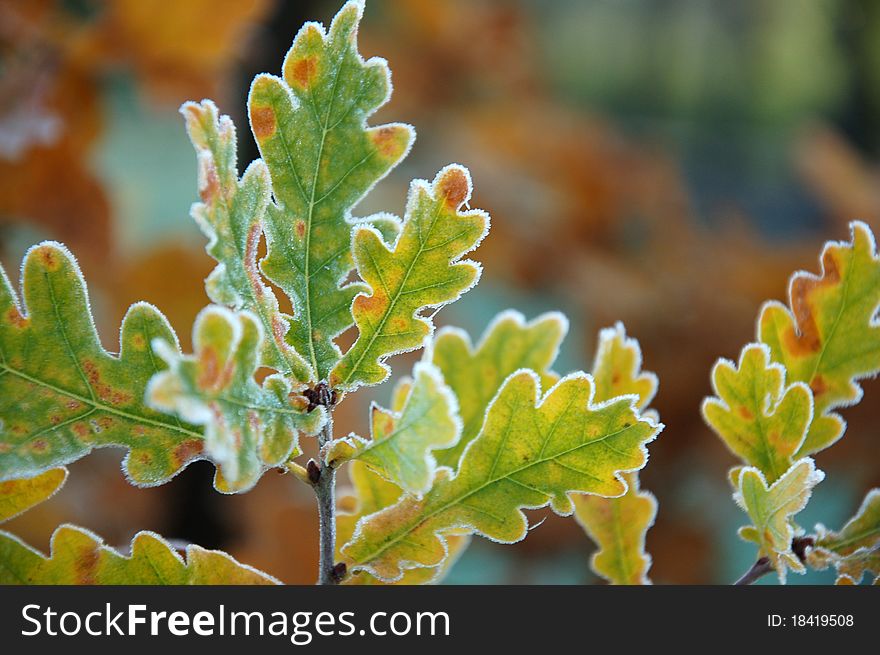 Frozen oak Autumn leaves on branch