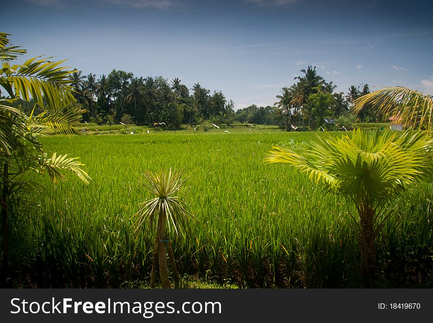 Tropical Landscape With Palm