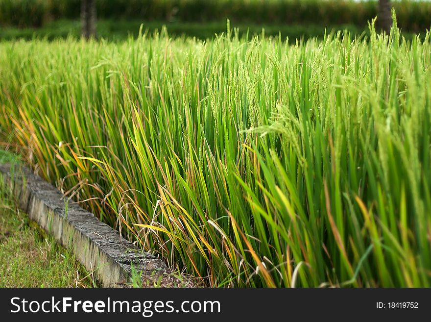 Background of green leaves and grass. Background of green leaves and grass