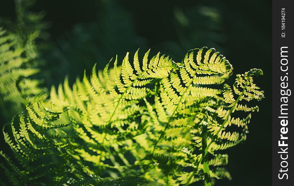Green Fern Leaves Grow In The Dark Forest, Illuminated By Rays Of Sunlight