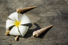 Tropical Flower And Shells Stock Images