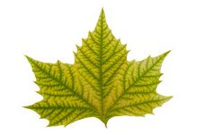 Maple Leaf With Hand Made Clipping Path Stock Photo Maple Leaf With Hand Made Clipping Path Stock Photo