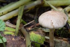 Free Fungus Stock Image - 18422291