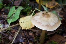 Free Fungus Stock Photography - 18422312