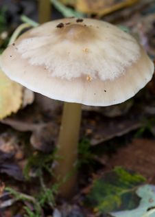 Free Fungus Stock Photography - 18422332