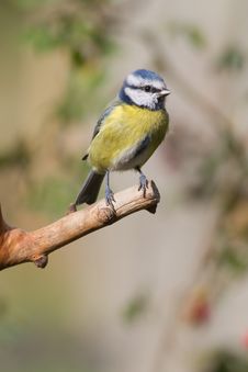 Blue Tit Royalty Free Stock Photography