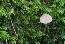 Free Fungus Stock Photography - 18423242