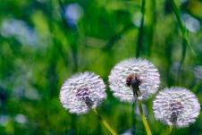 Dandelion Flowers On A Background Of Green Grass Stock Images Dandelion Flowers On A Background Of Green Grass Stock Images
