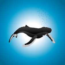 Humbpack Whale Stock Photo