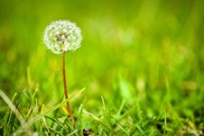 Dandelion In A Green Meadow Stock Photo Dandelion In A Green Meadow Stock Photo