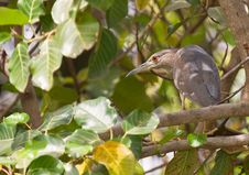 A Juvenile Black-crowned Night Heron In The Bush Royalty Free Stock Photo