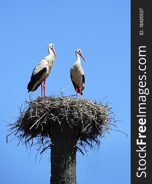 Two white storks perched on nest, against blue sky.