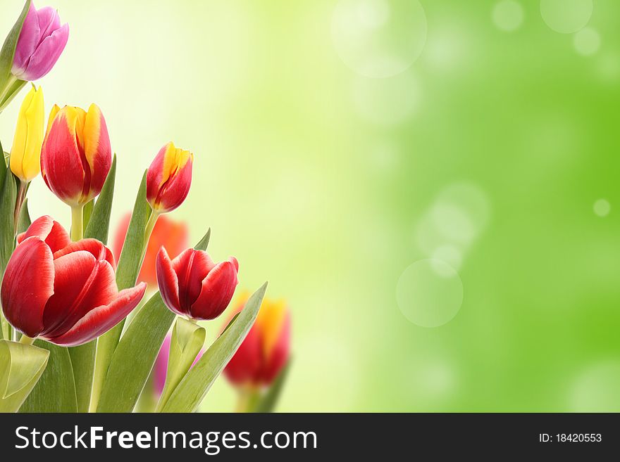 Fresh Spring flowers on green blur background. Fresh Spring flowers on green blur background