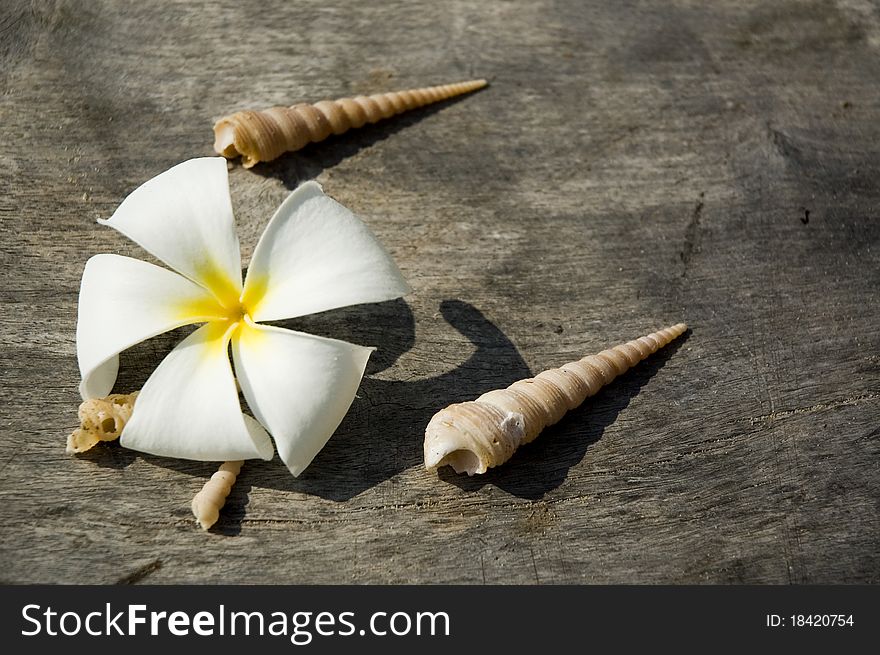 Tropical Flower And Shells