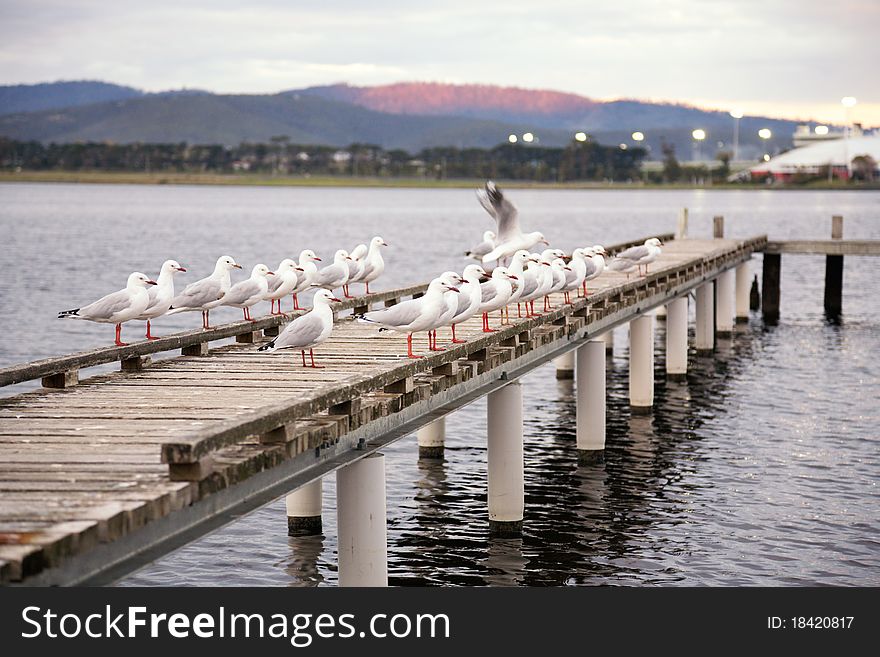 A flock of seagulls sitting on a pier in the evening, Glenorchy, Tasmania.