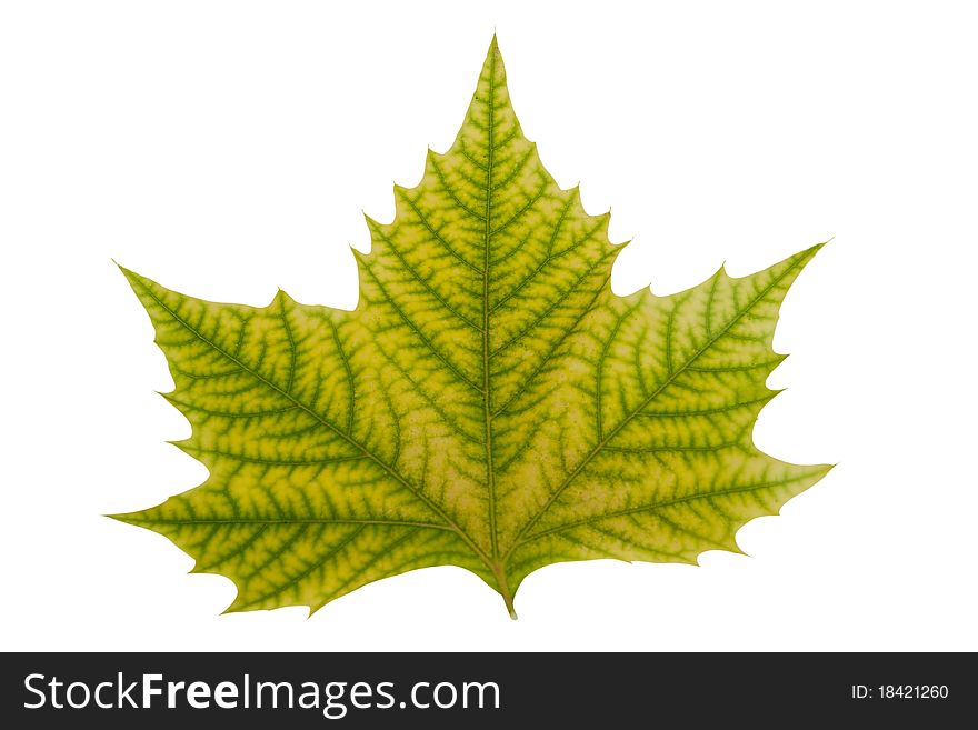 Maple Leaf With Hand Made Clipping Path