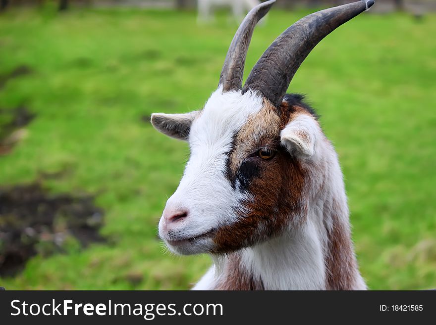 Photo with goat on green background