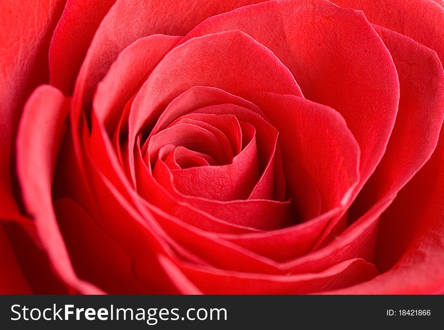 Beautiful red rose as a background. Beautiful red rose as a background
