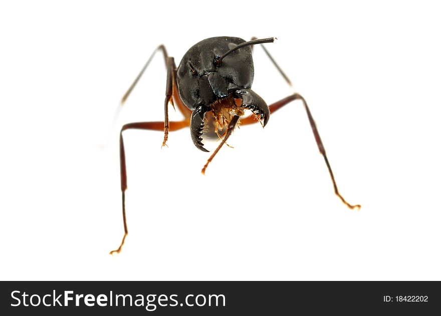 Ant Isolated On White Background