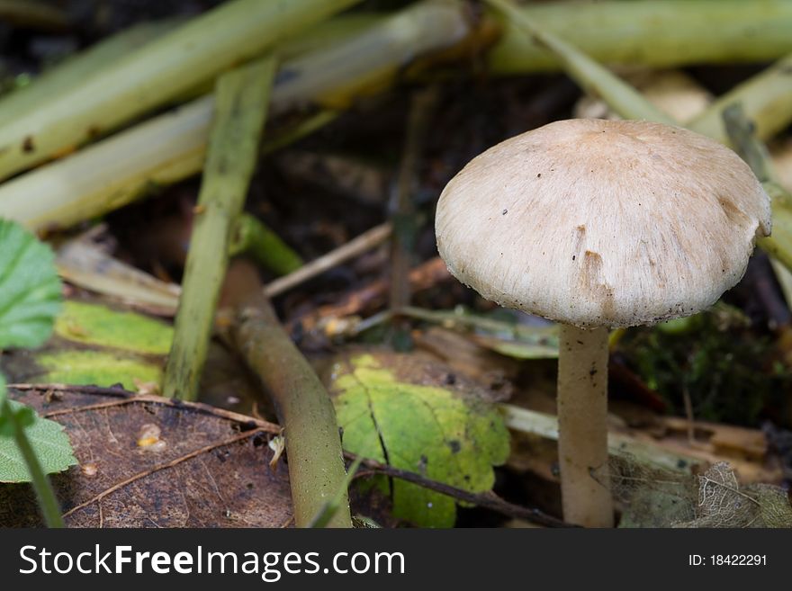 Fungus