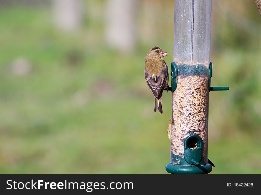 Greenfinch (Carduelis chloris) perched on the feeder