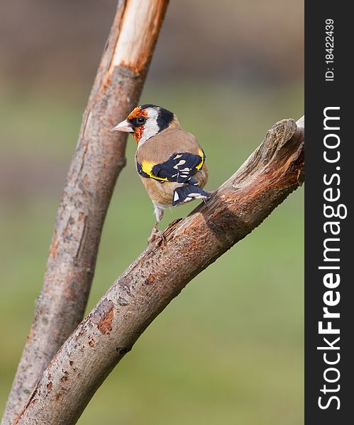 Goldfinch perched on a branch in the wild