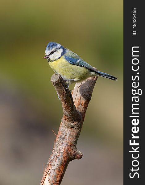 Blue Tit (Parus caeruleus) perched on a branch