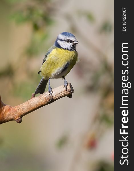 Blue Tit (Parus caeruleus) perched on a branch