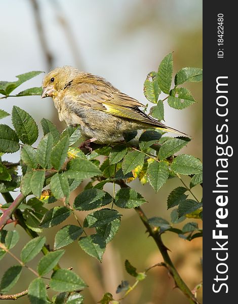 Greenfinch (Carduelis chloris) perched in a hedge